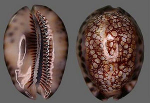 石胎寶螺 石胎寶螺