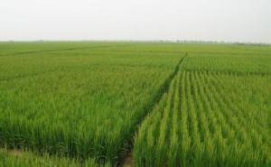 寧粳38號 寧粳38號