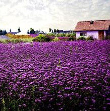 解憂公主熏衣草香草園