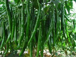 龍椒1號 龍椒1號