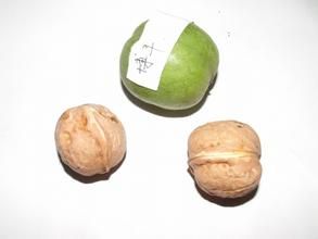 薄豐核桃 薄豐核桃