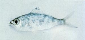 長圓銀鱸 長圓銀鱸