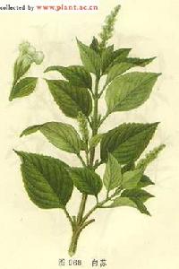 白蘇[中藥]