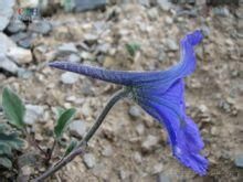 藍雀花屬 藍雀花屬