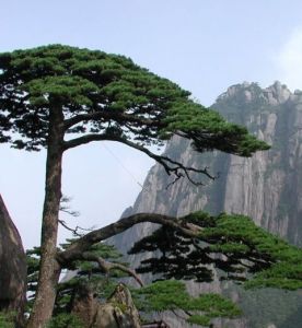 蜀山春曉 蜀山春曉