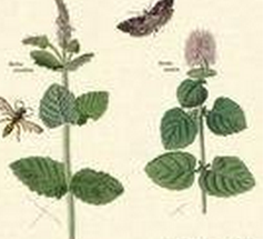 排錢香茶菜 排錢香茶菜