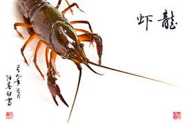 金湖小龍蝦 金湖小龍蝦