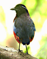 黑頭八色鶇 黑頭八色鶇