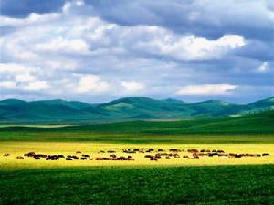 西烏珠穆沁草原