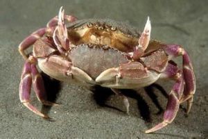 雲南溪蟹 雲南溪蟹