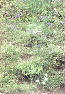 大披針苔草 大披針苔草