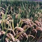 廣陵香粳 廣陵香粳