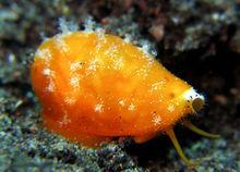 箭頭寶螺（圖冊2）