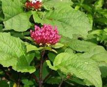 臭屎茉莉 臭屎茉莉