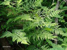 夏雪銀線蕨 夏雪銀線蕨