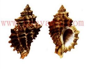 歐洲刺岩螺 歐洲刺岩螺