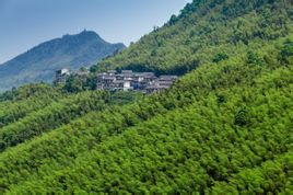 永川茶山竹海 永川茶山竹海