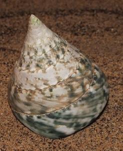 塔形扭柱螺 塔形扭柱螺