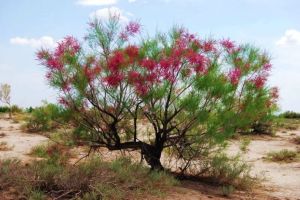 纖細檉柳 纖細檉柳