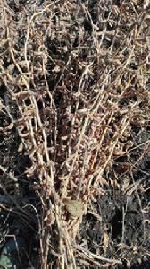 東生(升)77 東生(升)77