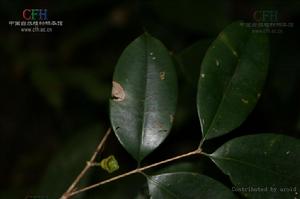 短序蒲桃 短序蒲桃