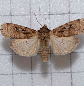 茵狹翅夜蛾 茵狹翅夜蛾