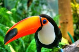 鵎鵼[巨嘴鳥屬通稱]