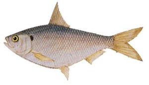 鰣魚[何景明詩作]