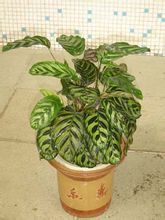 馬克肖竹芋 馬克肖竹芋