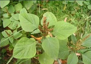 少毛牛膝 少毛牛膝