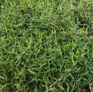 纖毛柳葉箬 纖毛柳葉箬