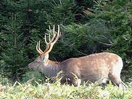 梅花鹿北海道亞種