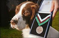 迪金勳章 迪金勳章