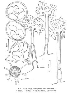 勾兒茶叉絲殼 勾兒茶叉絲殼