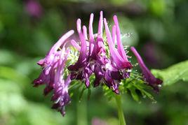 高山紫堇 高山紫堇