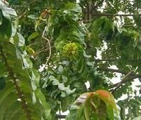 班戈士小煤炱 班戈士小煤炱