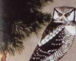 斑胸鼠鳥 斑胸鼠鳥