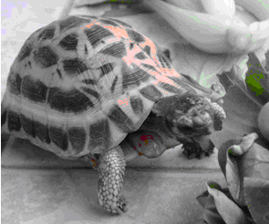 蛛網陸龜 蛛網陸龜