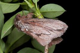 斜紋枯葉蛾 斜紋枯葉蛾