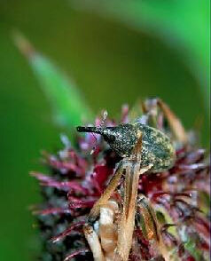 細足蝽科 細足蝽科