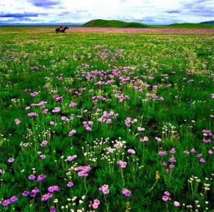 叢生禾草 叢生禾草