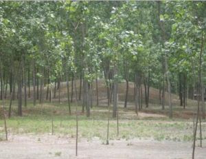 生態建設 生態建設