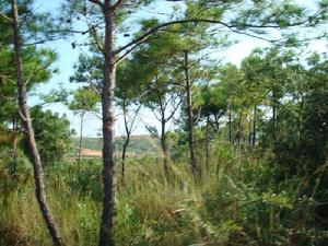 芝麻村--生態林