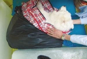 死掉的狗狗被夾在4塊冰塊中間