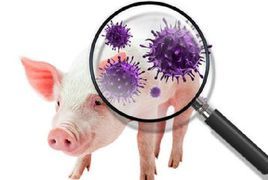 2018年連雲港非洲豬瘟疫情 2018年連雲港非洲豬瘟疫情