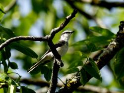 聖克里斯托瓦爾鵑鵙