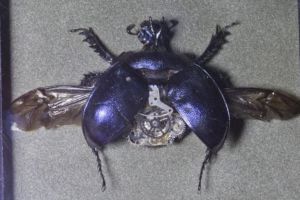 紫蜣螂