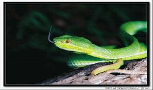 青竹絲蛇 青竹絲蛇