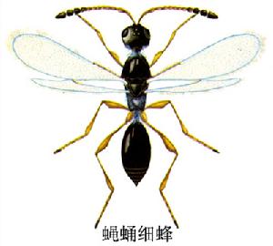蠅蛹細蜂