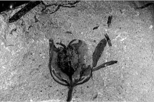 迪拉麗花 迪拉麗花